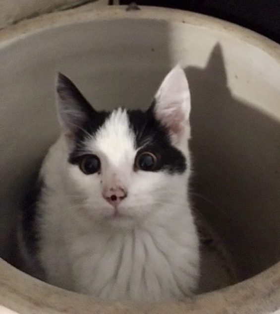 Bosco