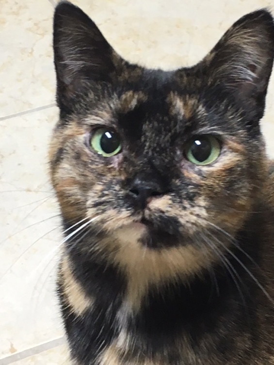 Penny