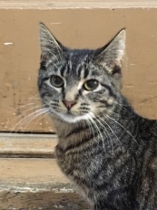 Oliver