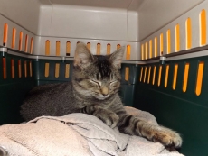 FOUND - Calling him Hutch