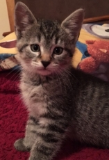 Puddy